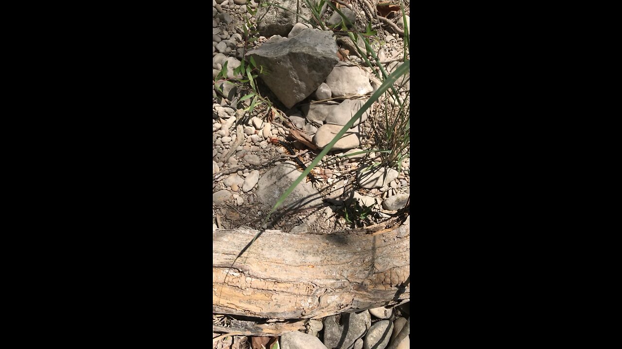 CHECK OUT THIS MASSIVE CENTIPEDE FROM THE GUADALUPE RIVER!