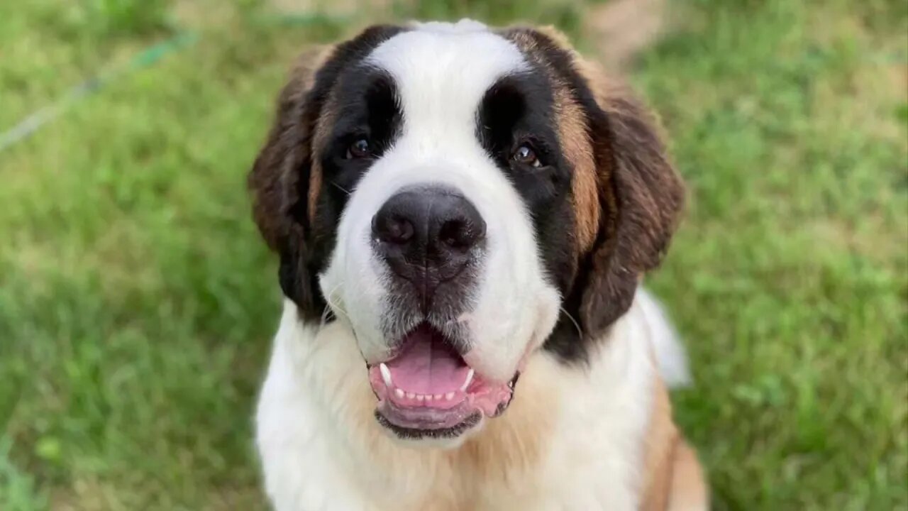 St. Bernards first year- Baby Walter grew up so fast!