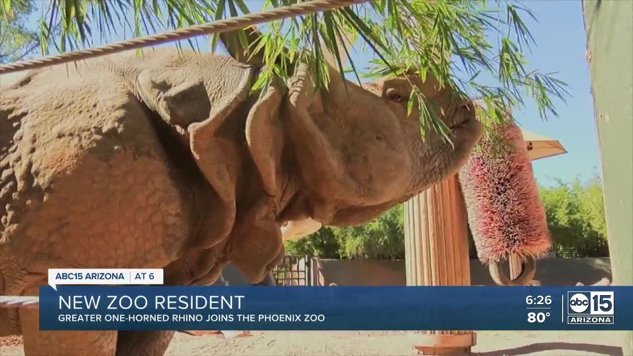 Greater one-horned rhino joins the Phoenix Zoo