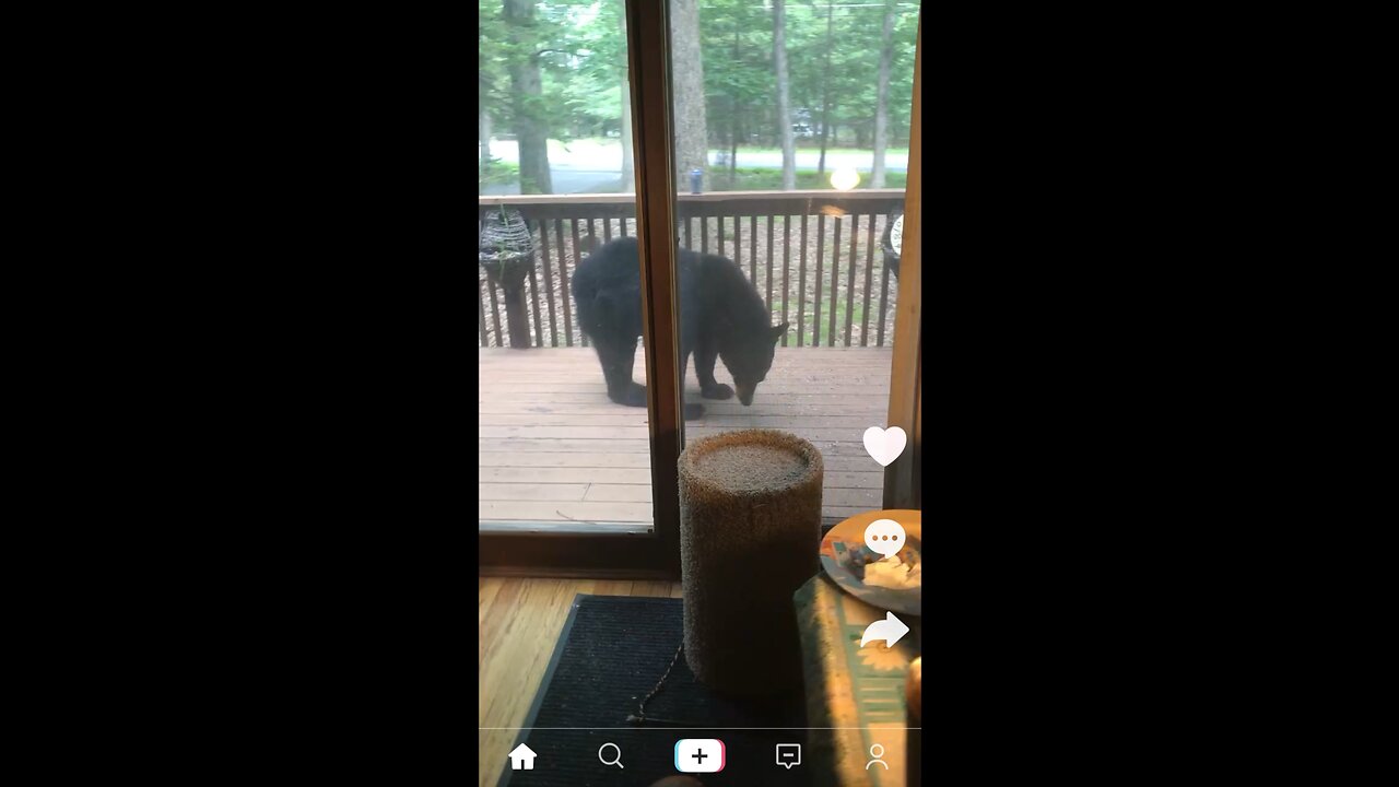 Big black bear moseying around on the front deck