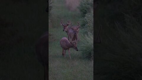 Summertime Feels. 🦌. #hunting #deer #velvetbucks