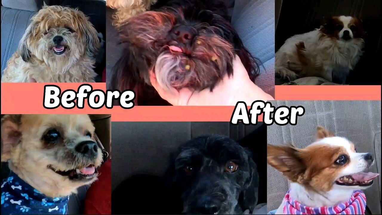 Taking dogs to get hair cuts "before/after"