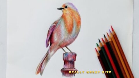 How to draw a bird with color pencil