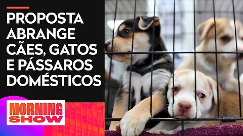 Alesp aprova lei que proíbe a venda de animais em pet shops e sites