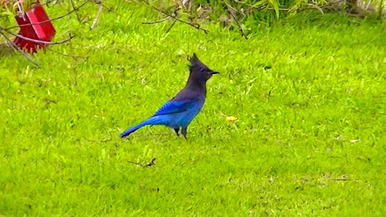 IECV NV #539 - 👀 Steller's Jay Searching For Food In The Backyard 🐦 5-6-2018