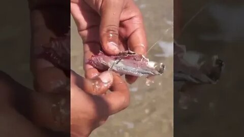 استهداف اسماك ابلاغ باستعمال طعم البوخو و السردين المملح 🐟🎣