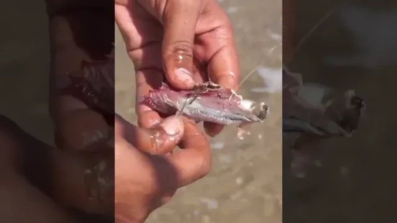 استهداف اسماك ابلاغ باستعمال طعم البوخو و السردين المملح 🐟🎣