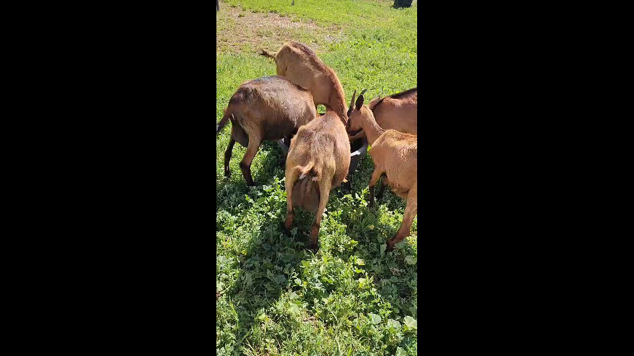 alpine goat