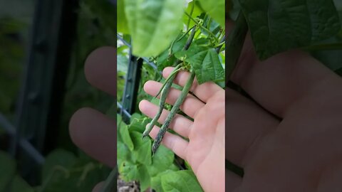 Rattlesnake Beans up cattle panel trellis