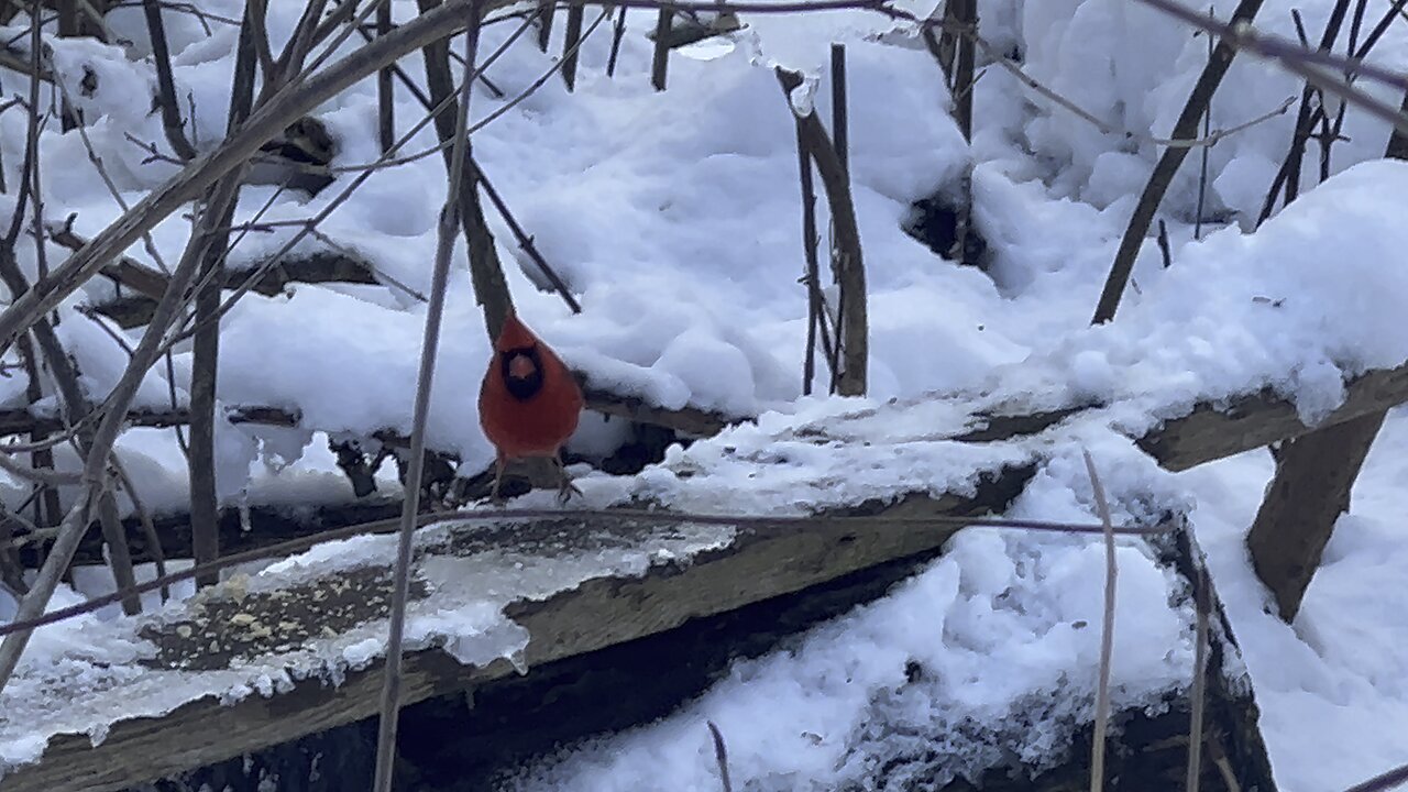 Fighting Cardinals 😊
