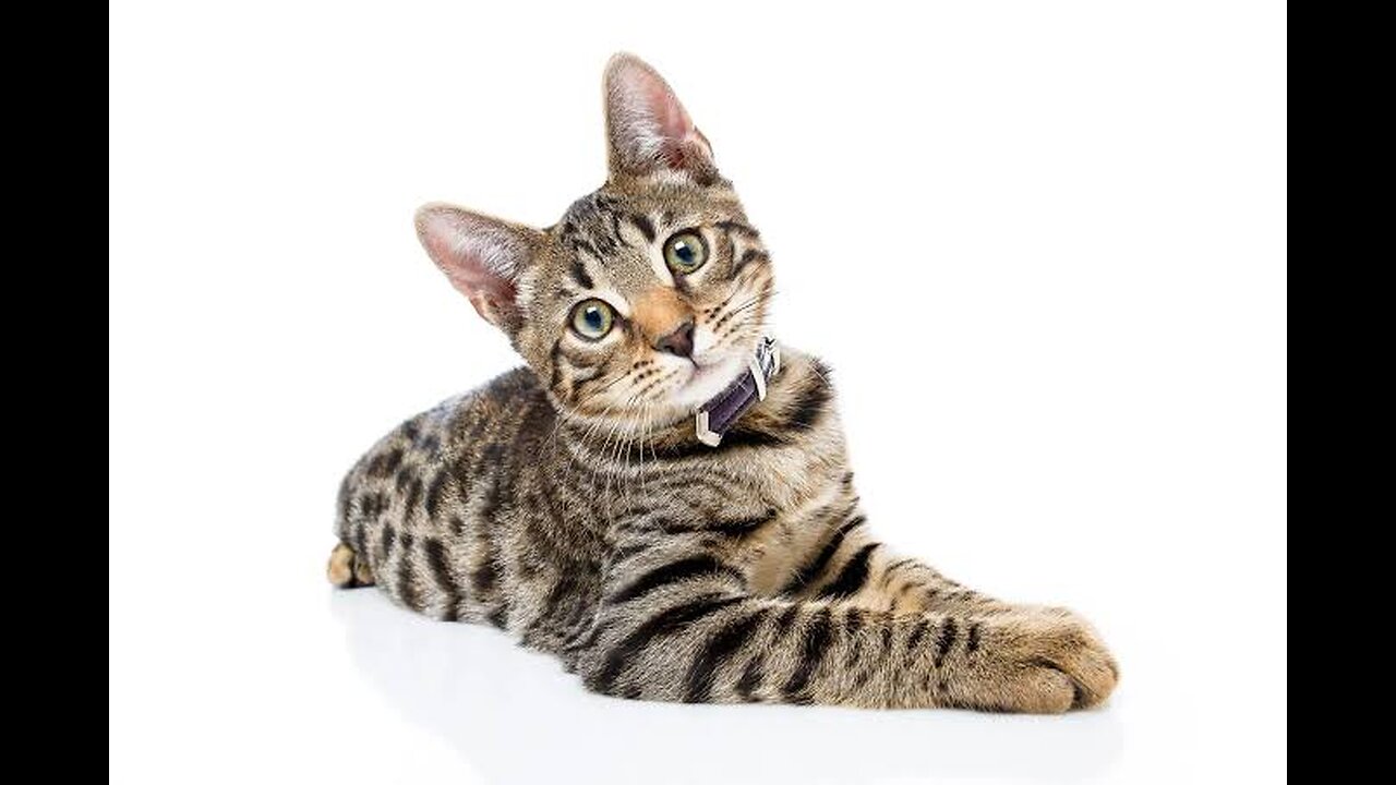 Funny cats video 😂