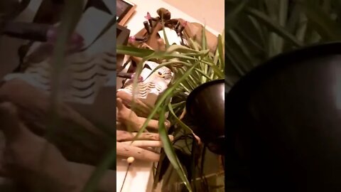 house plant transformers