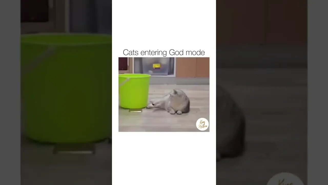 cats entering God Mode🤣😅😆😼😽🙀🙀