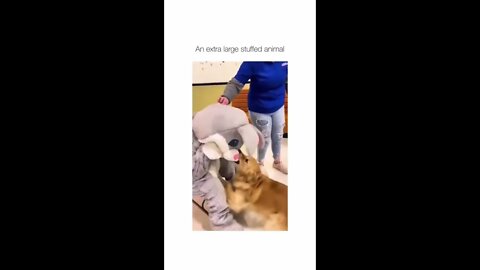 Dog vs Human Dressed as Rabbit