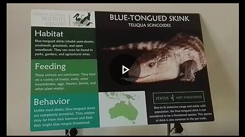 Blue-Tongued Skink