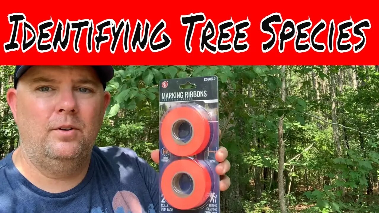 A Tip on How To Identify Tree Species