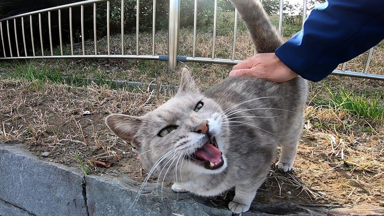 A stray cat that was cautious at the beginning, gets used to human, and at the end, gets stroked