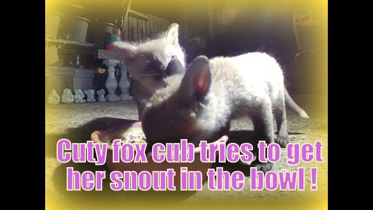 🦊Shy baby fox cub tries hard to get their little mouth into the food bowl.....