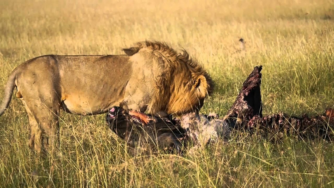 Lion & Other Diners Surrounding Cape Buffalo Carcass