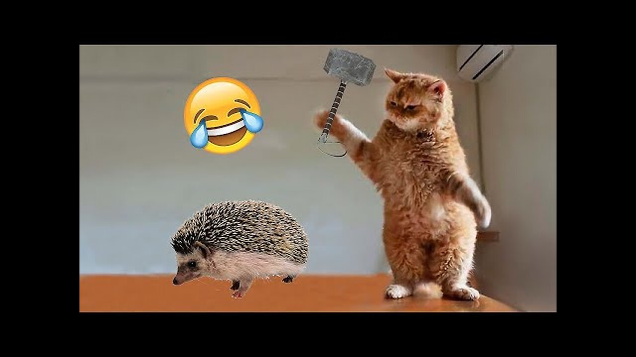 Best Funny Dog and Cat videos 😂 Funniest Animals Videos 2023 😂