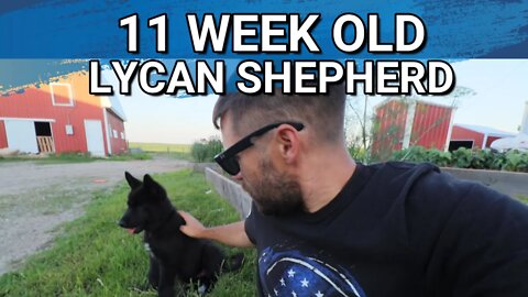 Puppy Update: 11 Week Old Lycan Shepherd, Ragnar