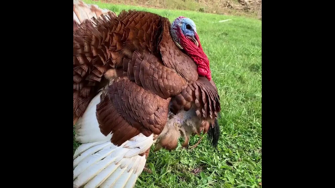 Bourbon Red Turkey