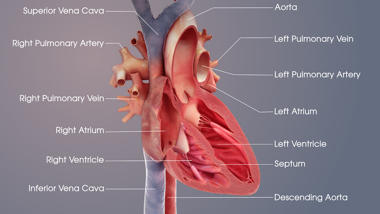 Human Heart Anatomy (3D Medical Animation)