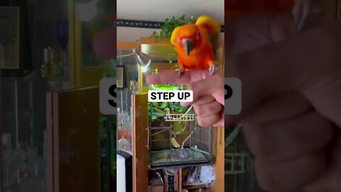 Parrot Shenanigans