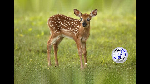 Baby Deer Fawn Jumping & Hopping