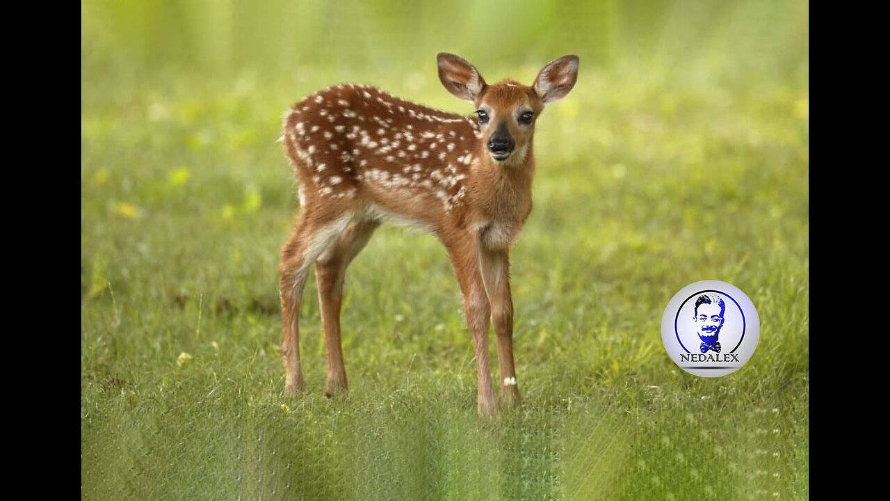 Baby Deer Fawn Jumping & Hopping