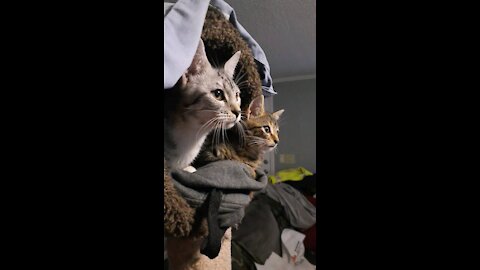 Cat morse code
