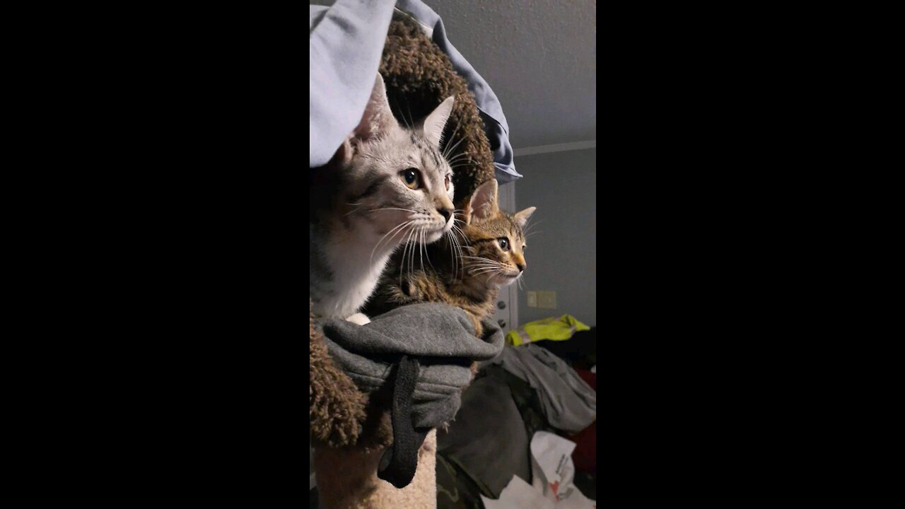 Cat morse code