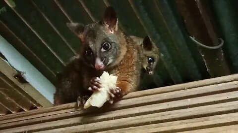 Bandit and her baby , come back to get her piece of banana that she dropped. 22/06/2020 ( Video 21 )