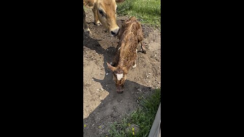 Jersey Calf Takes First Steps