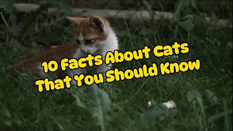 10 Facts About Cats That You Should Know