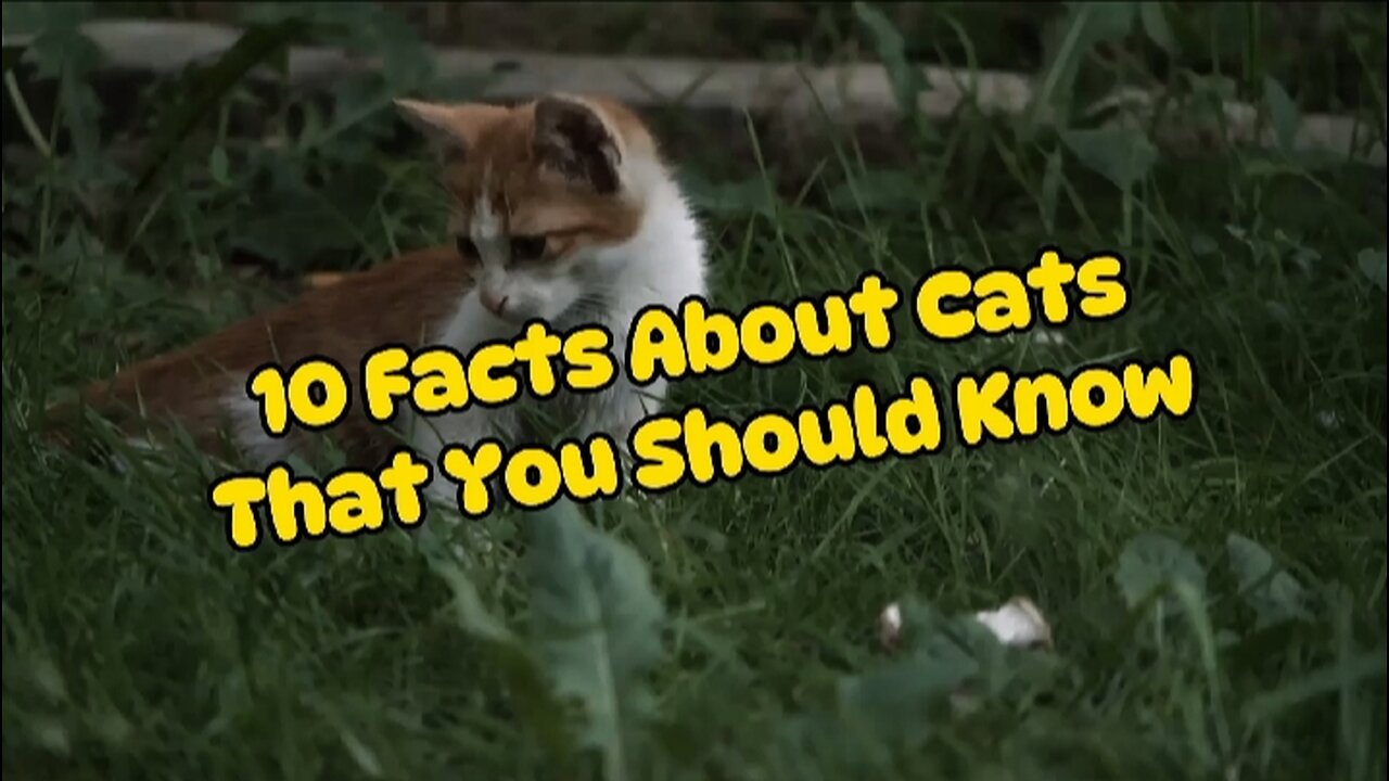 10 Facts About Cats That You Should Know