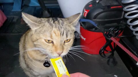 Milo Cat is Angry