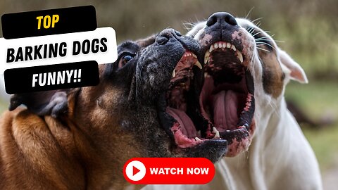 Top 10 Barking Dog Videos