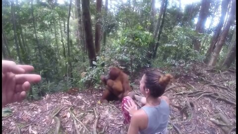 Orangutan Fall Down