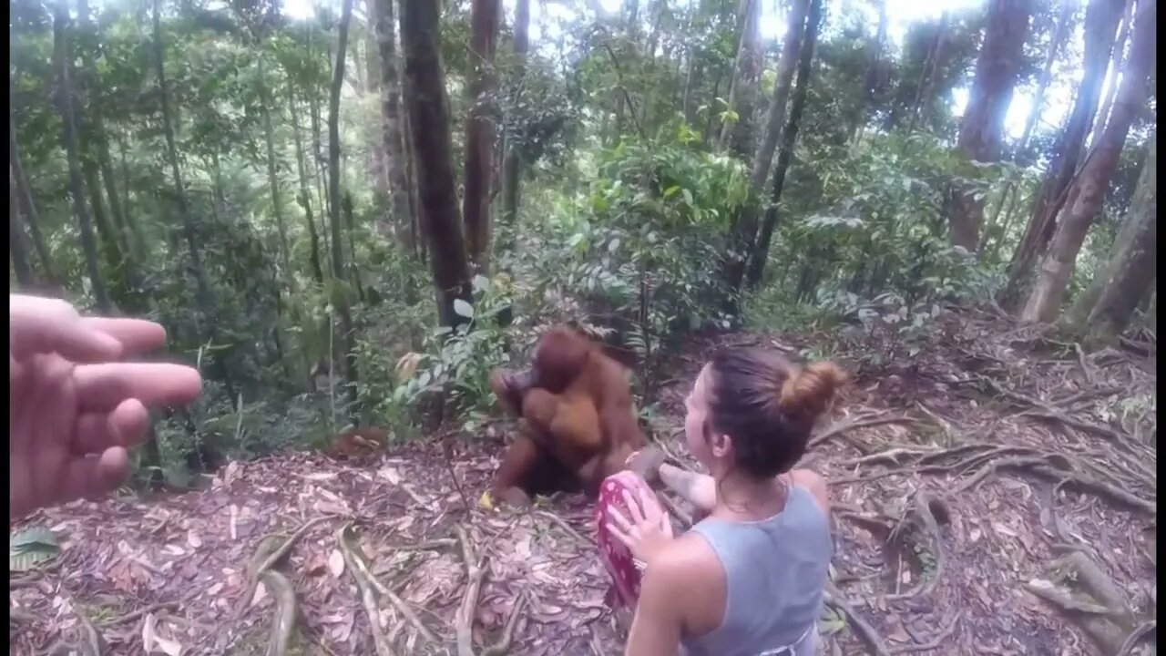 Orangutan Fall Down