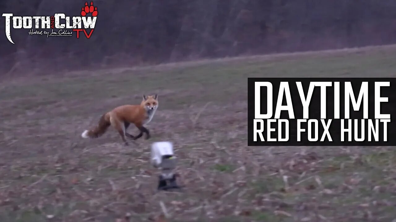 Daytime Red Fox Hunt