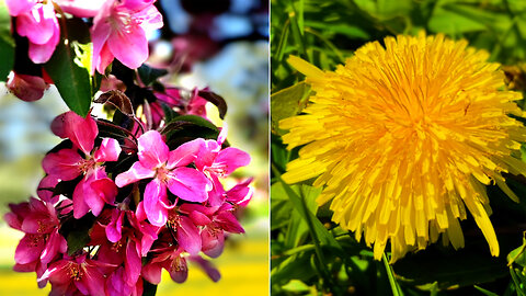 Apple Blossoms & Dandelions