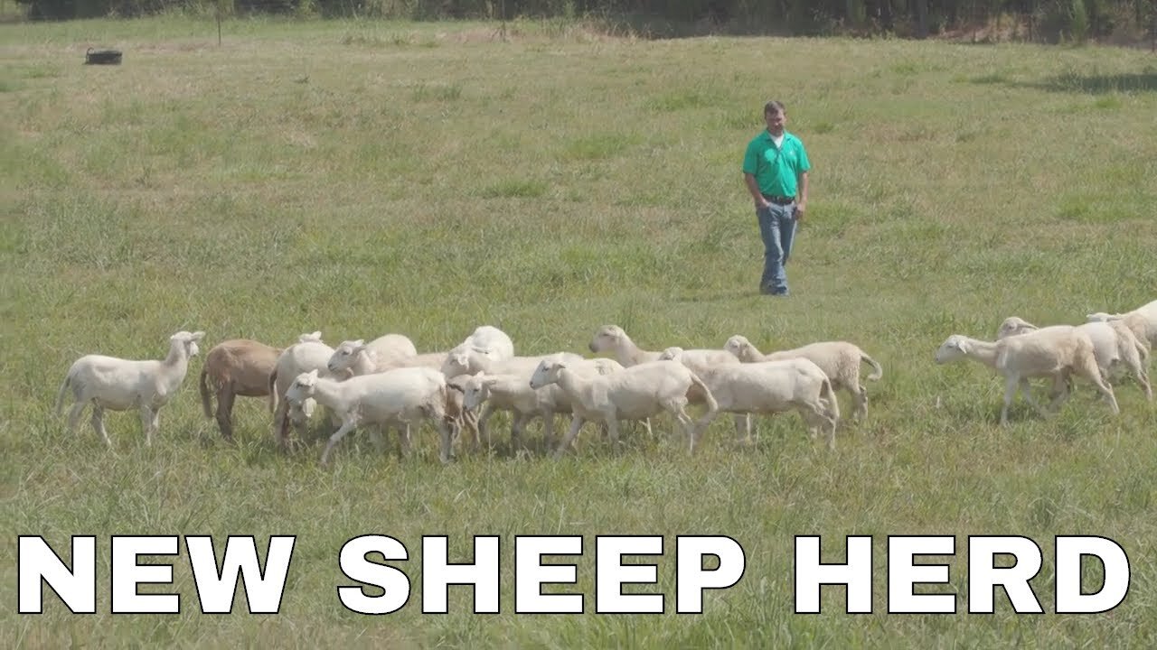 New Sheep Heard | Rocky Lindsey, UAM