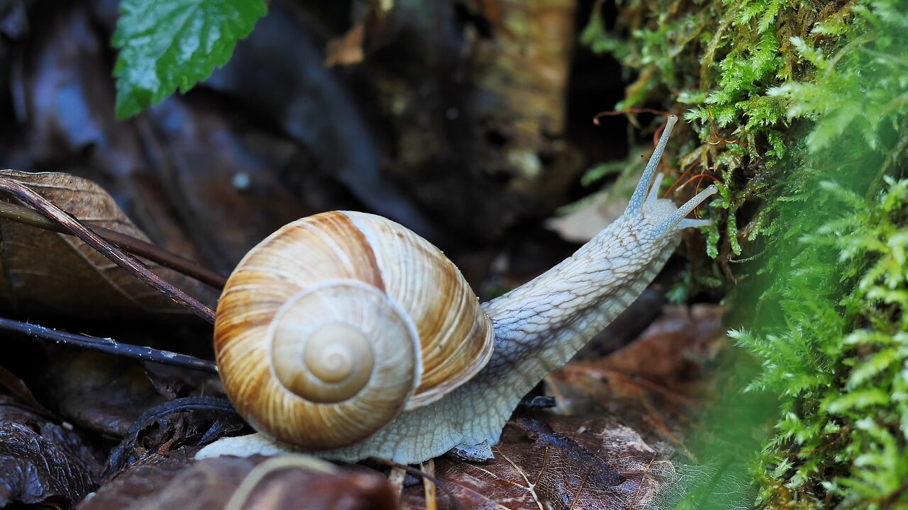 "The Snail's Journey: A Look into Gastropod Life"