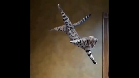 Cat flips in slow-mo