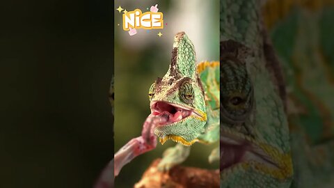 Chameleon grabs a snack