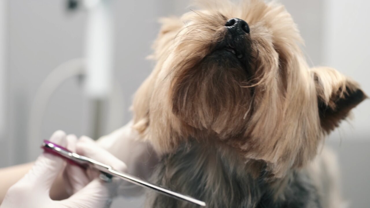 puppy having hair cut| beautiful dog