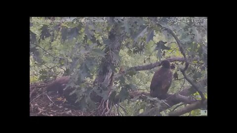 Hays Eagles Juvenile H13 flys into nest then H14 7.13.21 16:12