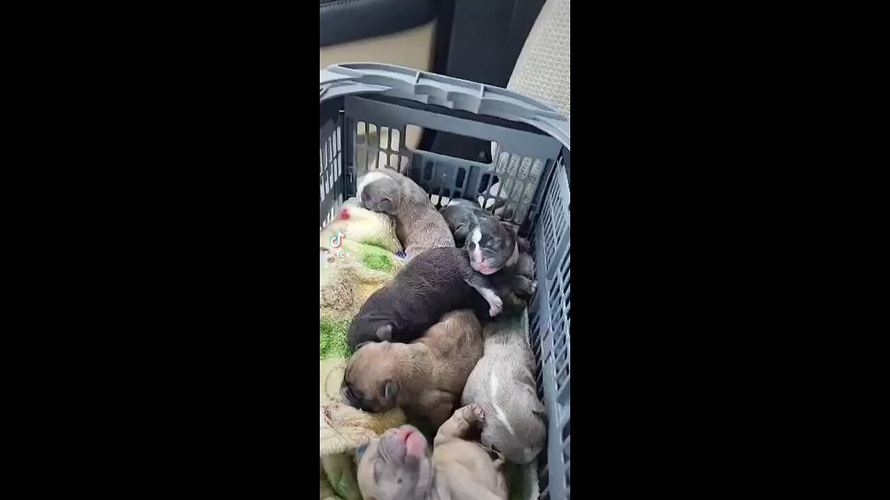 New born frenchies puppies are so loud!!