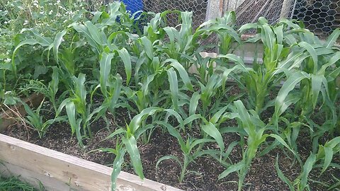 Preparing A Garden Bed For Corn